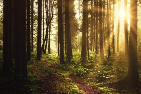 lichtdurchfluteter Wald, Waldbaden